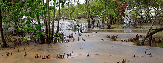 Bichitrapur Mangrove Reserve