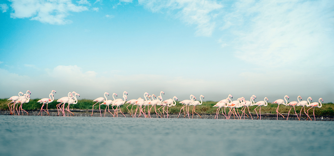 Greater Flamingos at Chilika